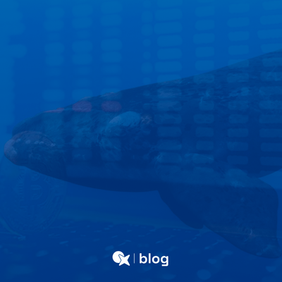 ¿Qué son las ballenas en el océano crypto?